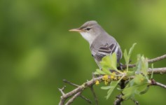 Olive-tree Warbler