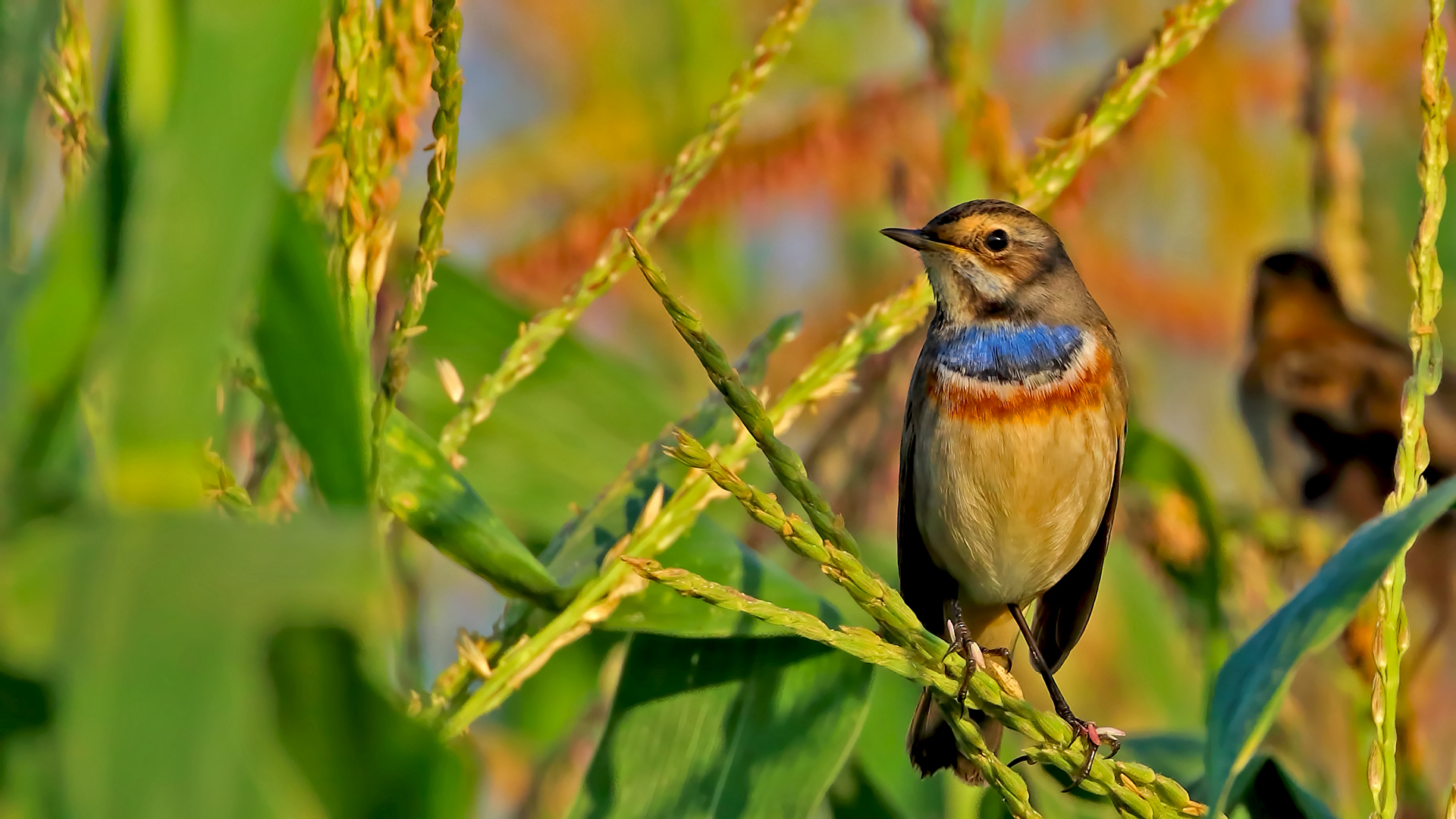 Bluethroat