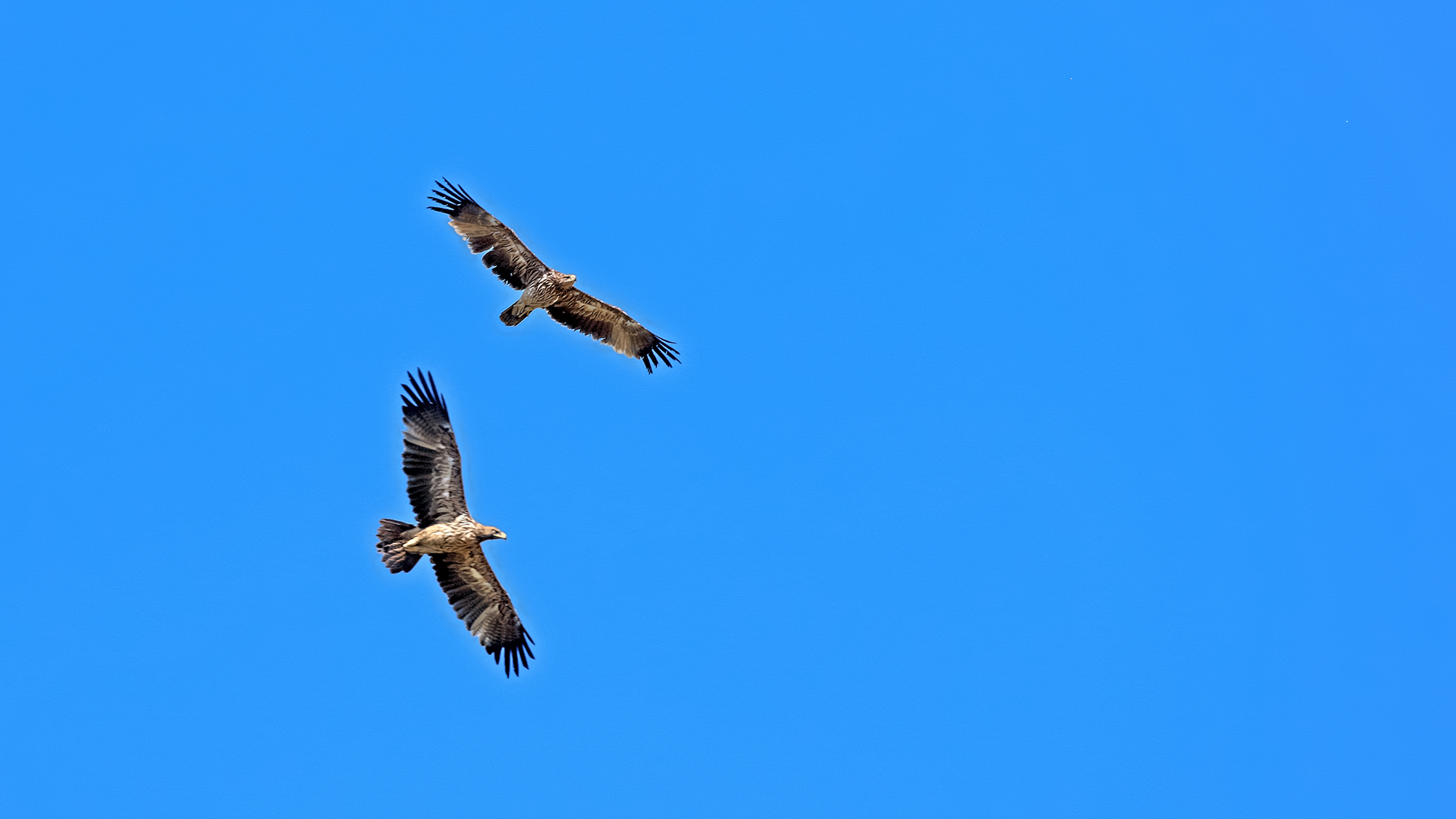 Imperial Eagle