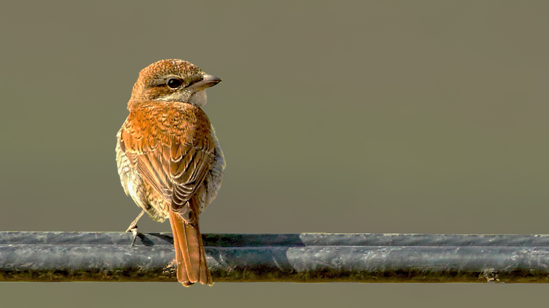 Red-backed Shrike