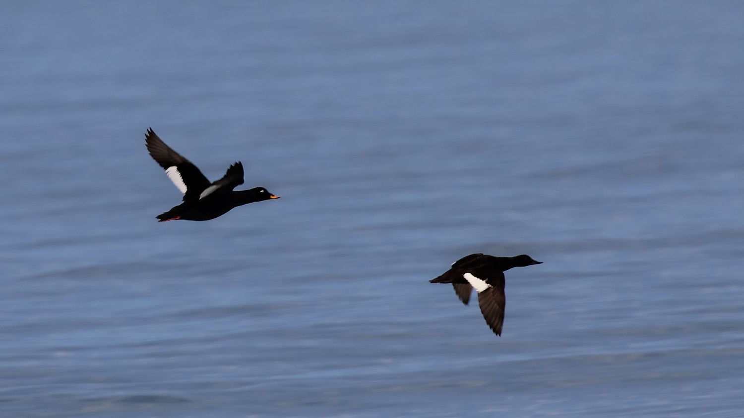 Velvet Scoter