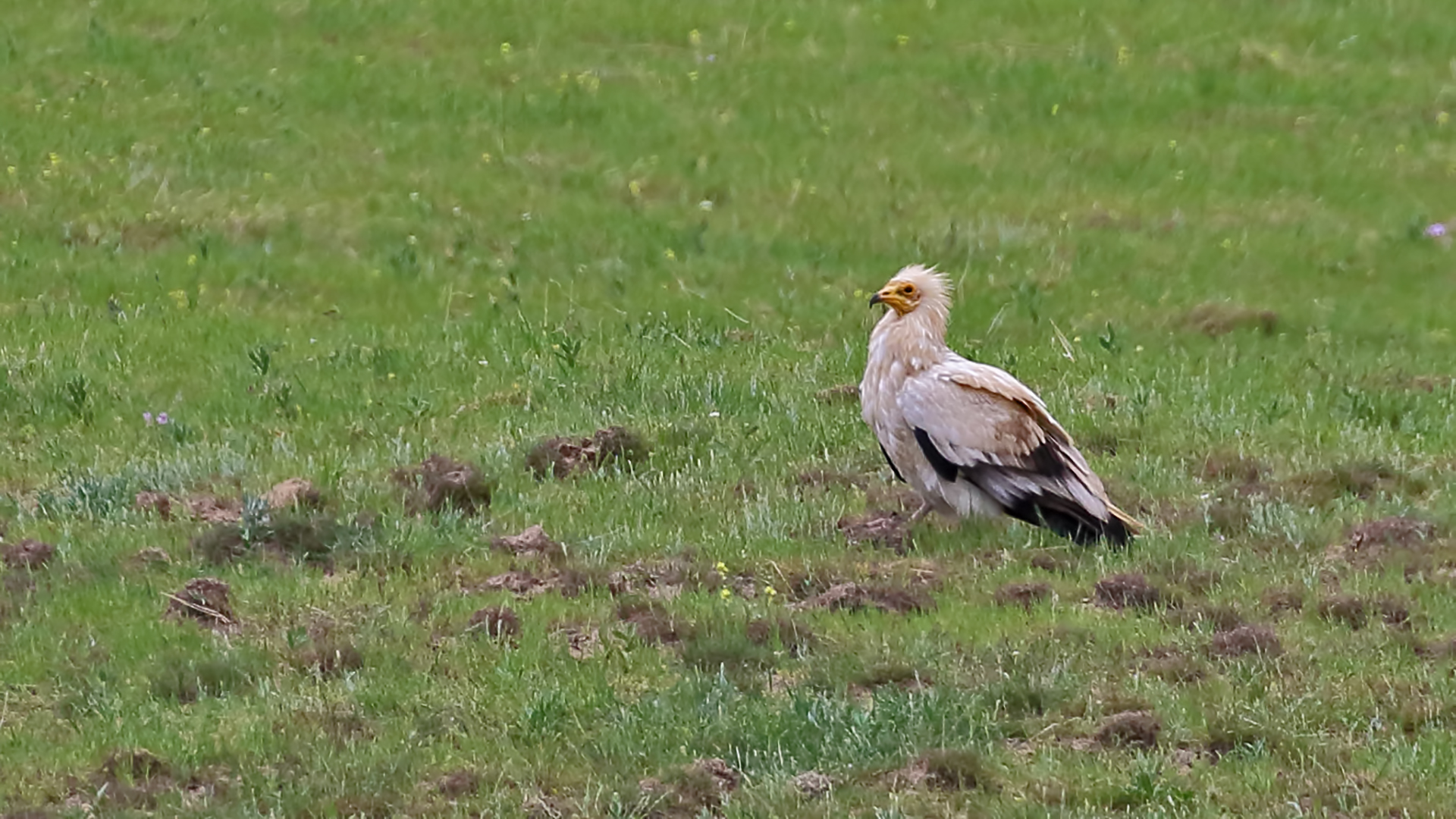 Egyptian Vulture — Ana fotoğraf