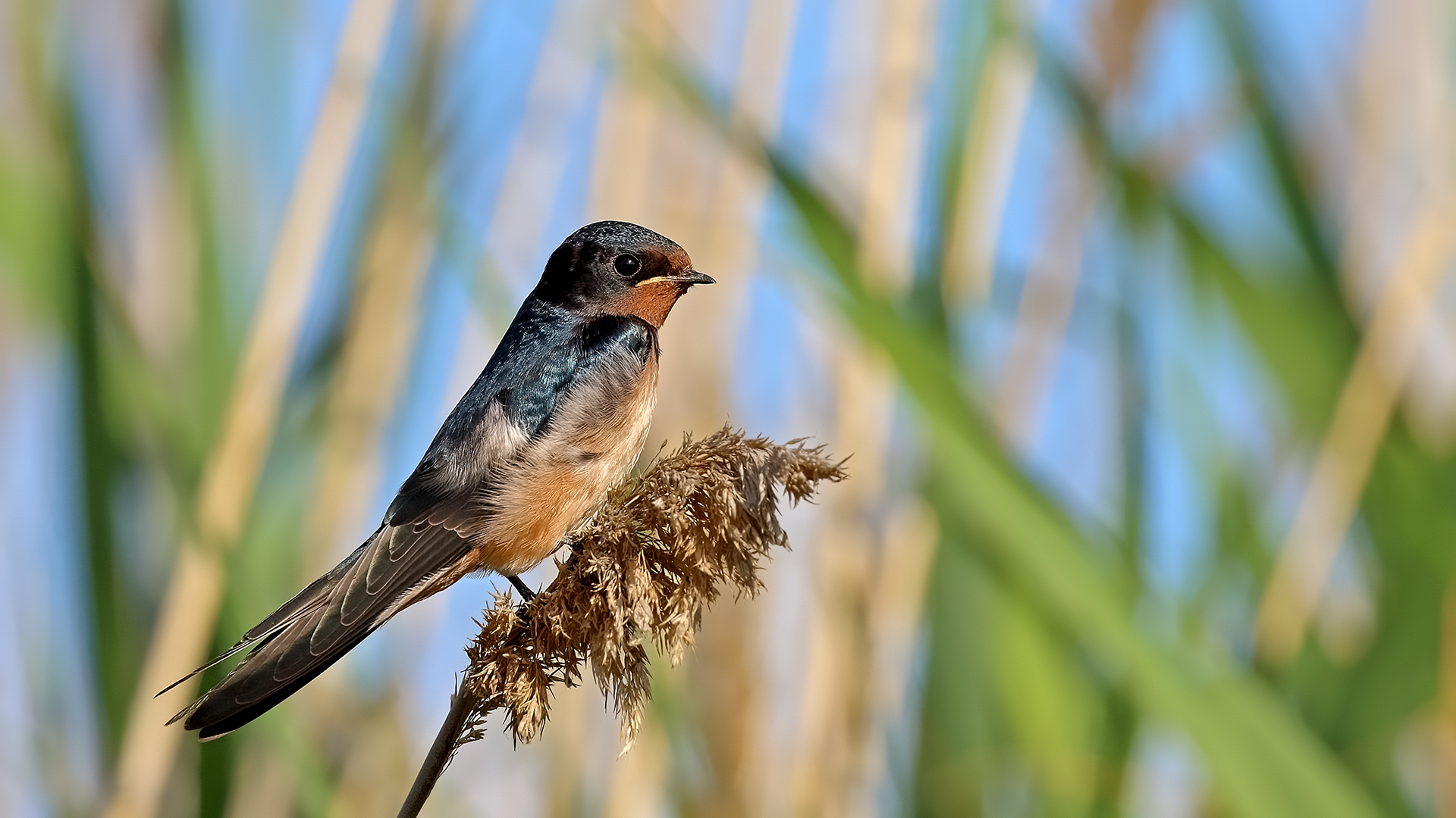 Barn Swallow — Ana fotoğraf