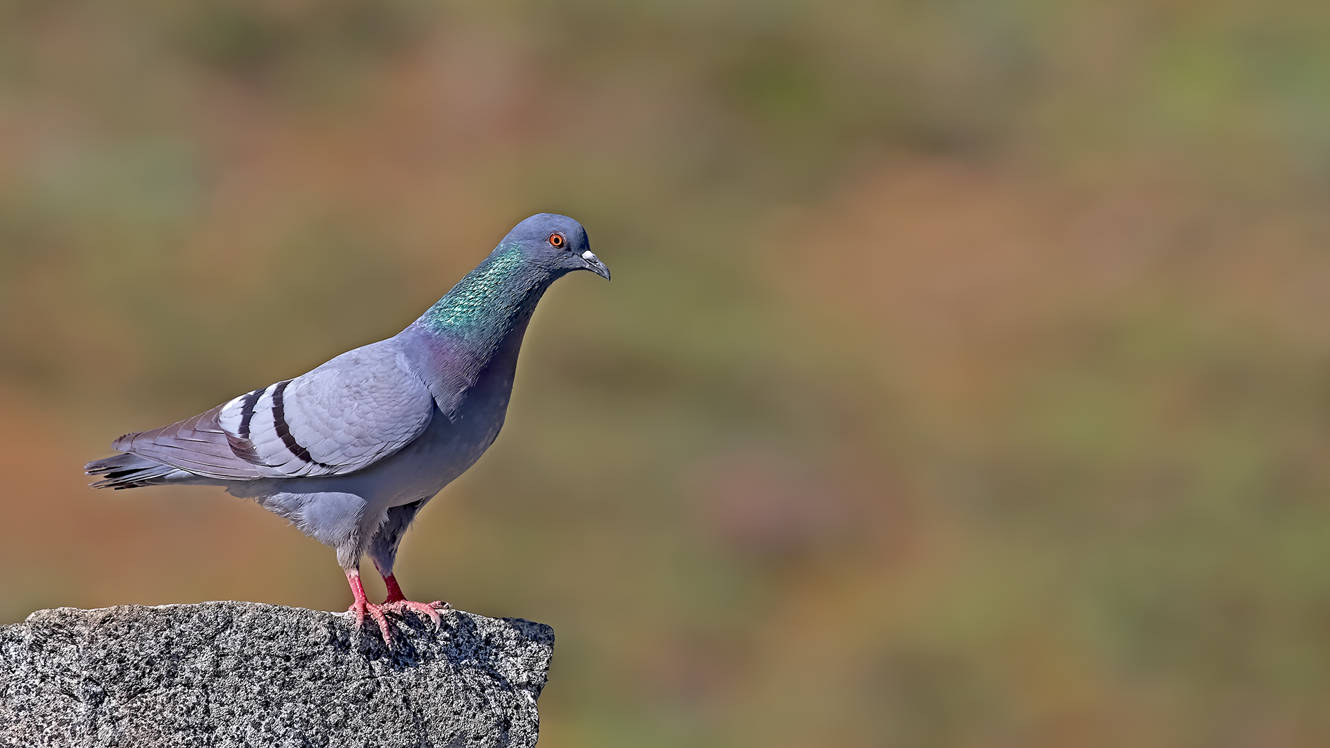 Rock Pigeon — Ana fotoğraf