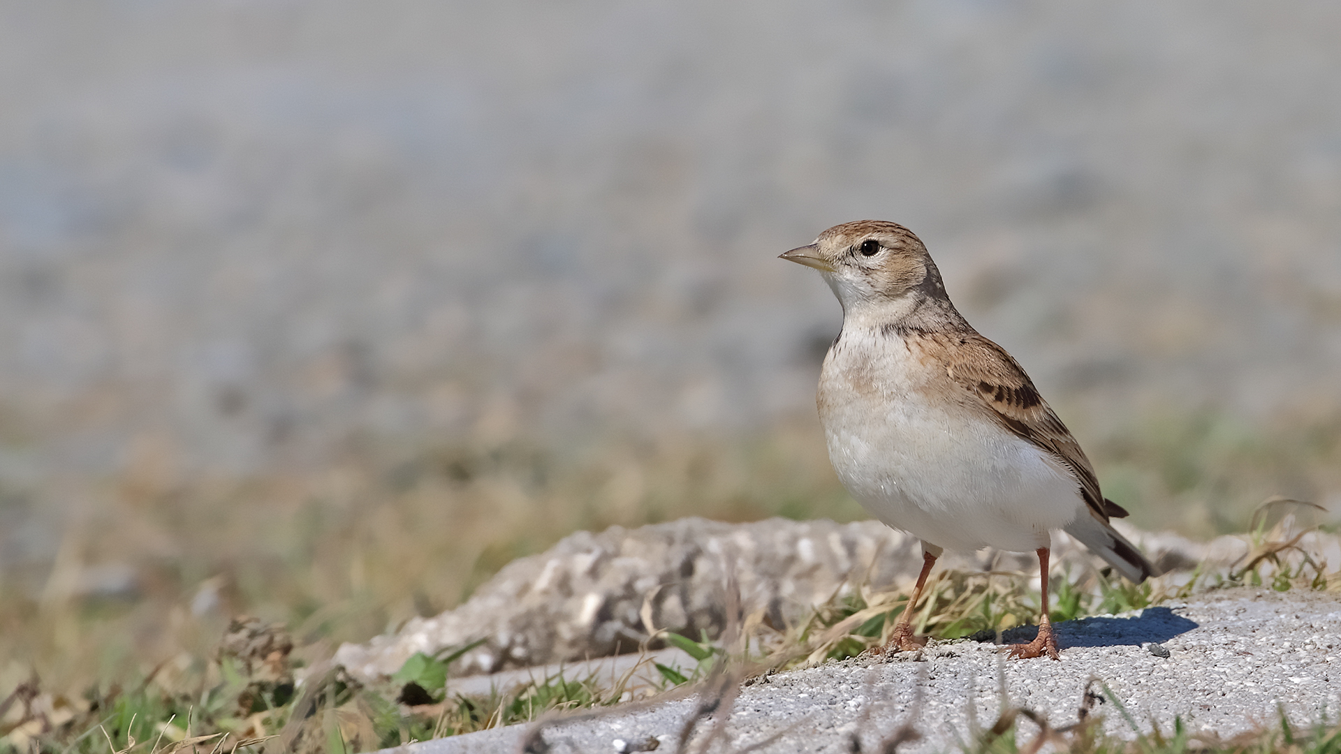 Eurasian Skylark — Ana fotoğraf