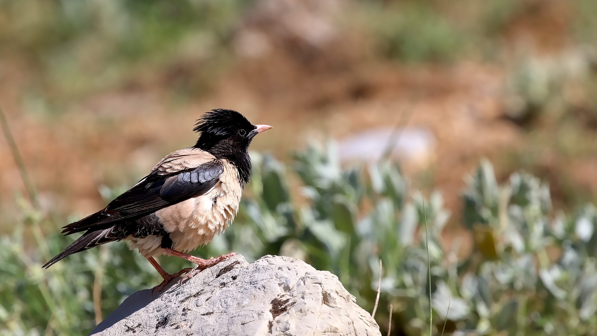 Rosy Starling