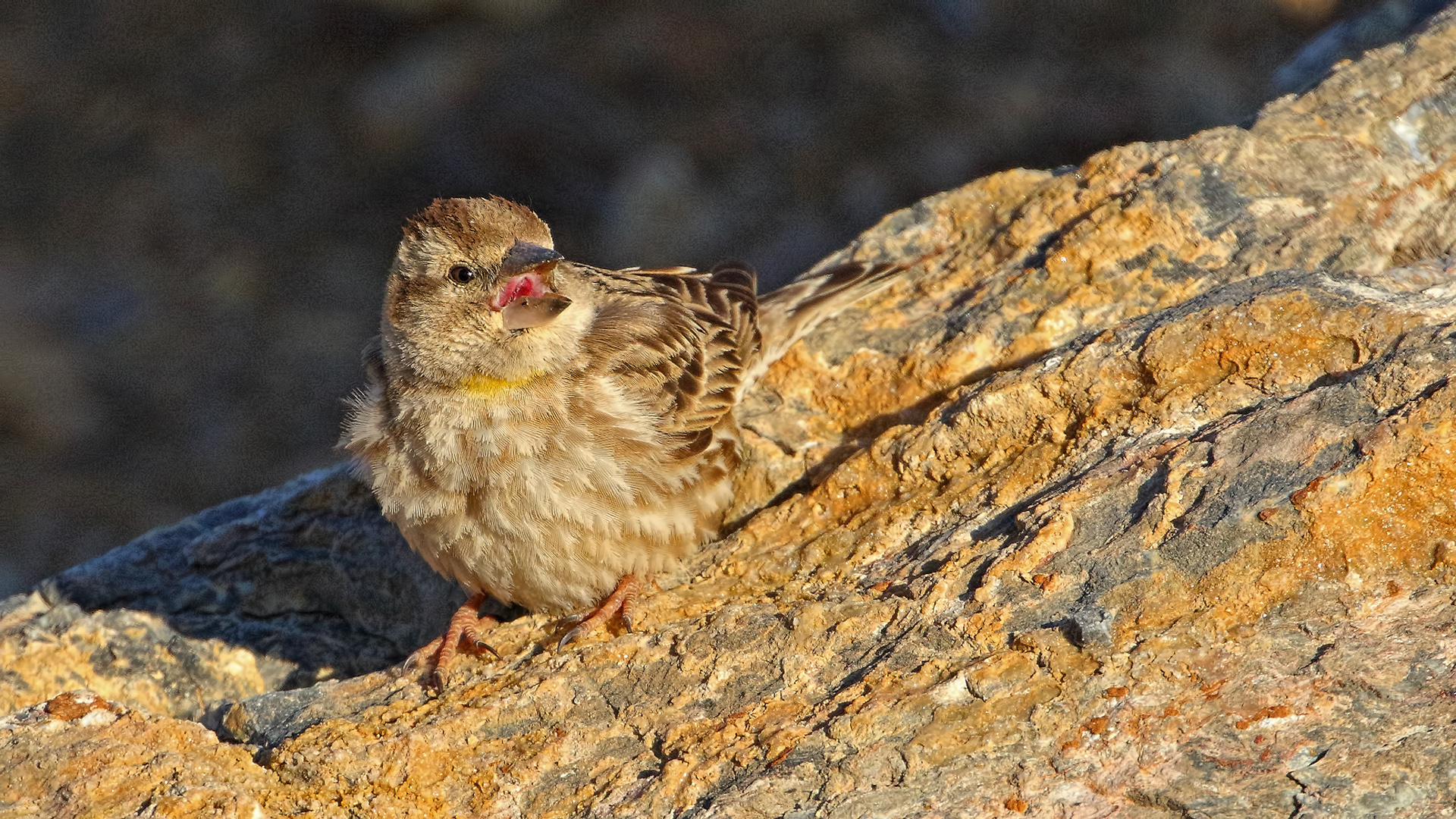 Rock Sparrow