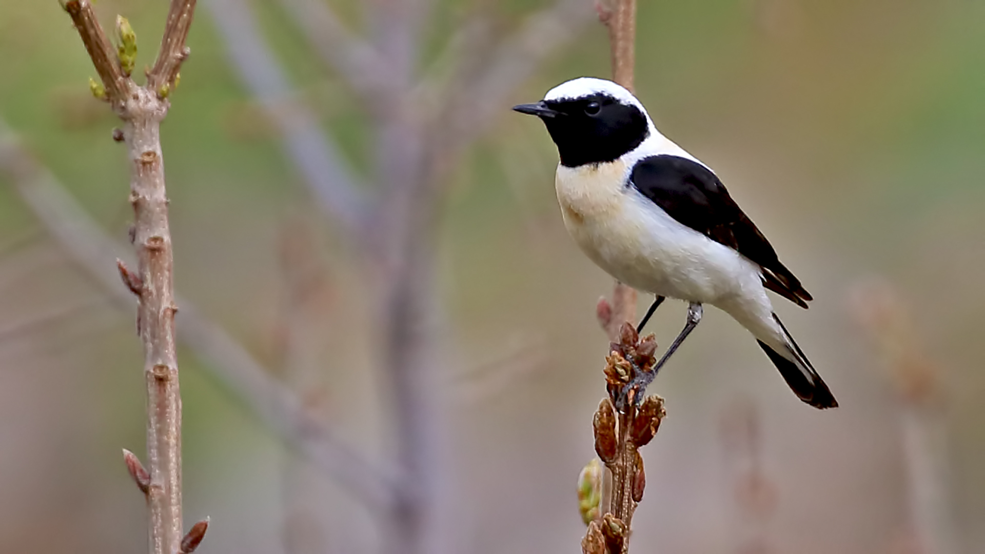 Black-eared Wheatear