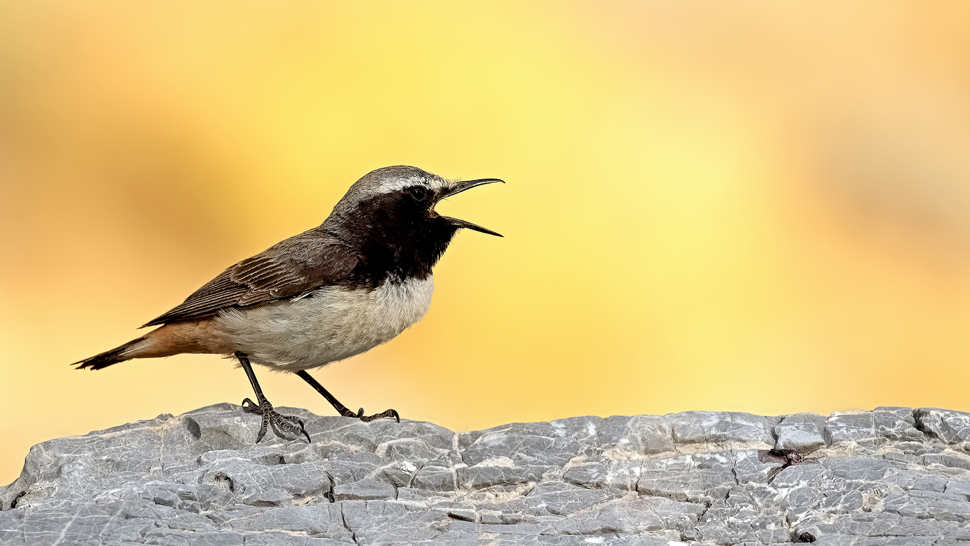 Kurdish Wheatear