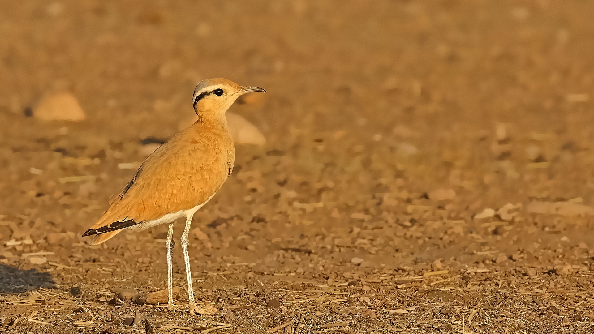 Cream-colored Courser