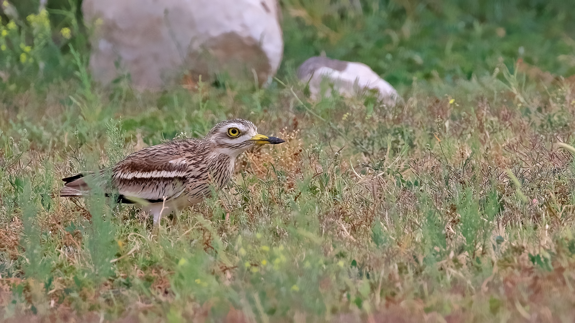 Eurasian Thick-knee — Ana fotoğraf