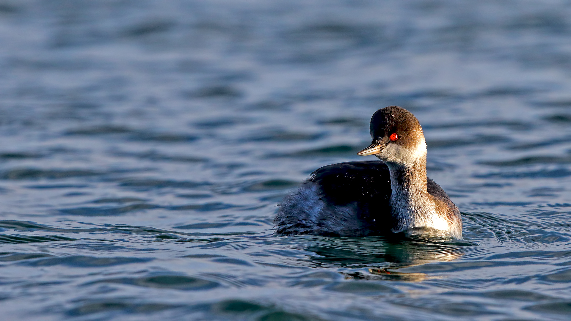 Eared Grebe
