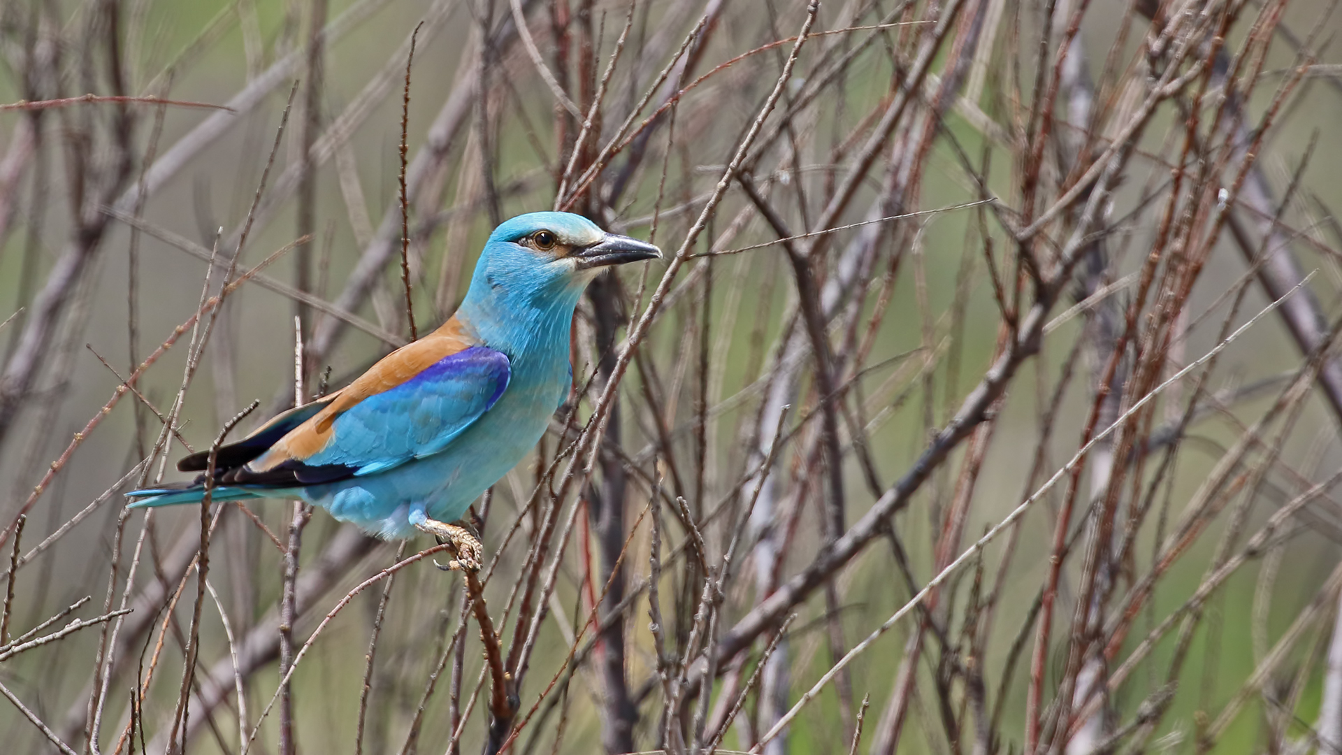 European Roller
