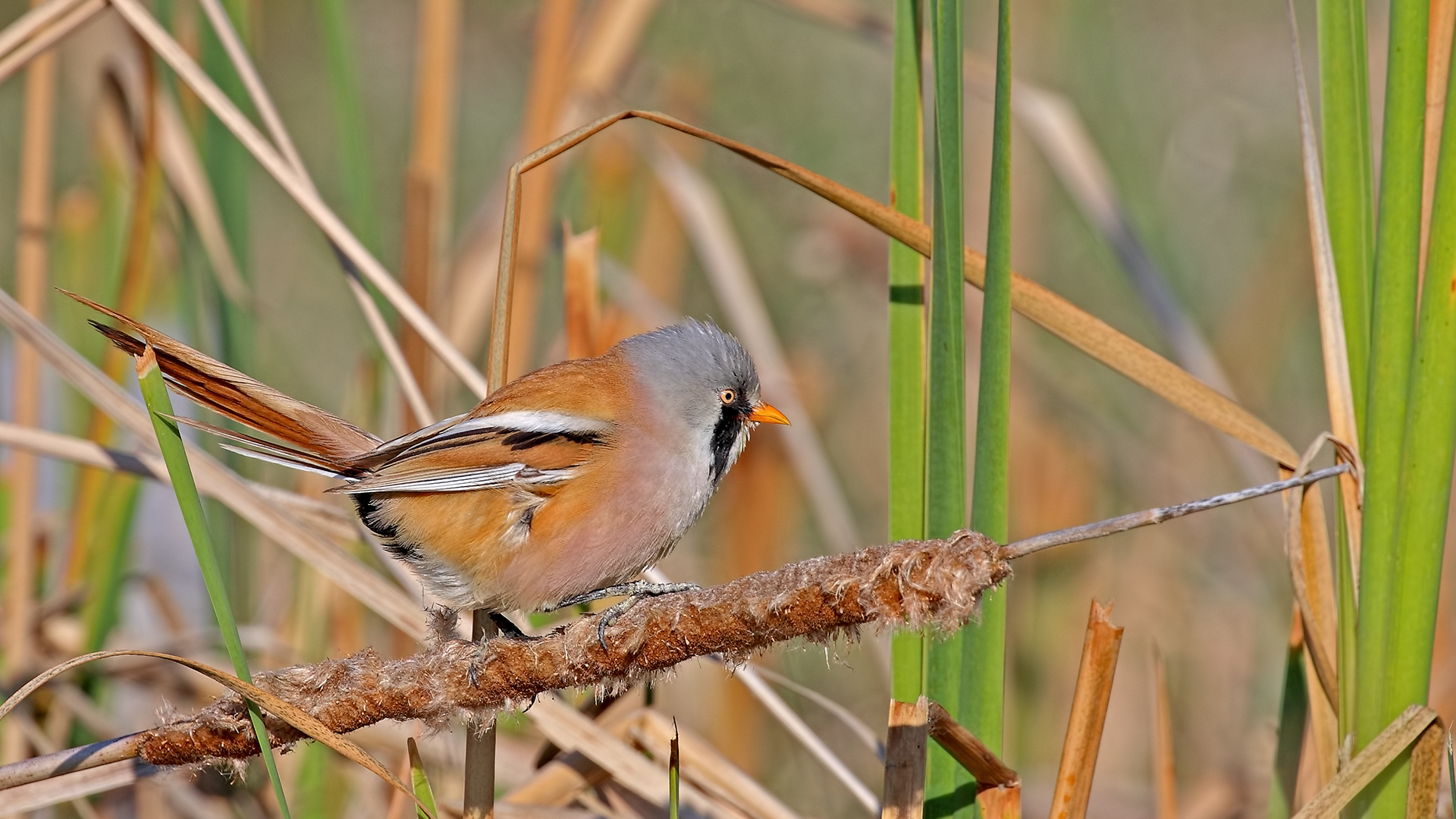 Bearded Reedling