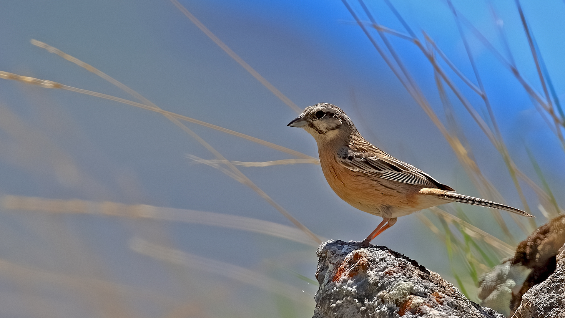 Rock Bunting