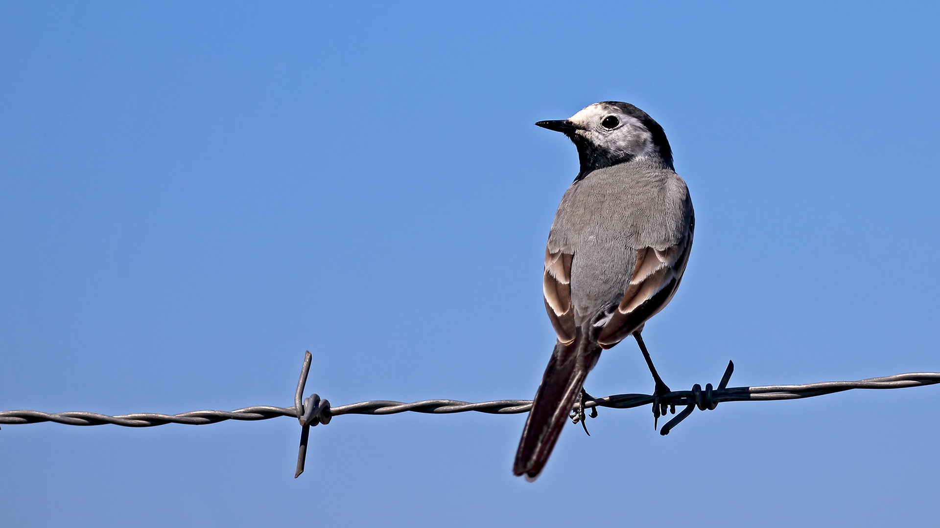White Wagtail