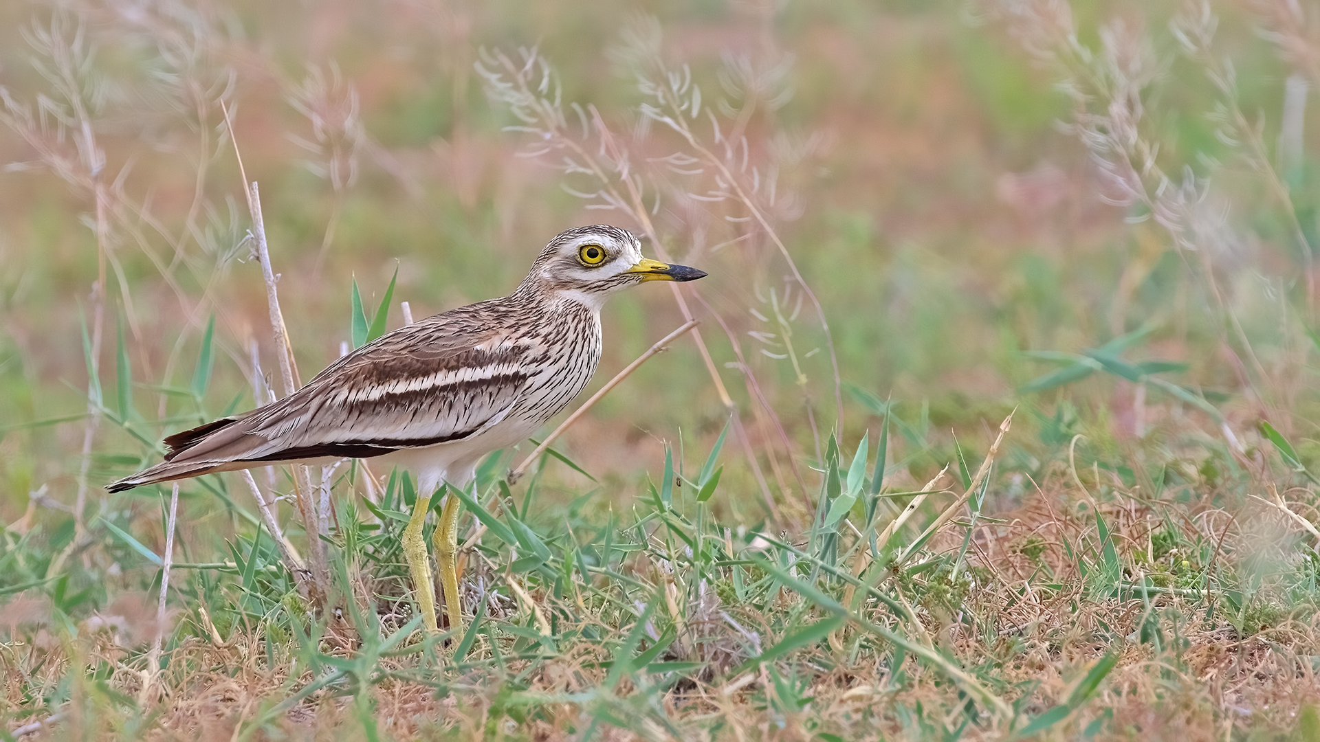 Eurasian Thick-knee — Ana fotoğraf