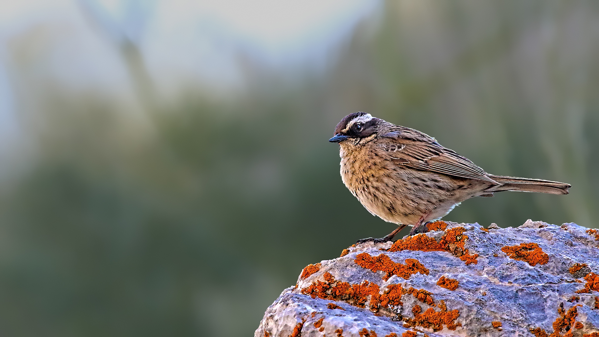 Radde's Accentor