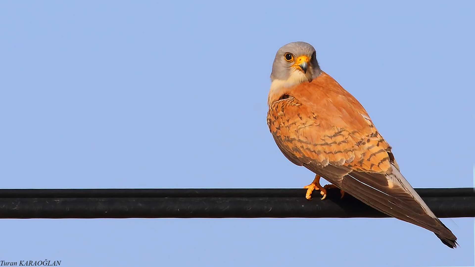 Lesser Kestrel