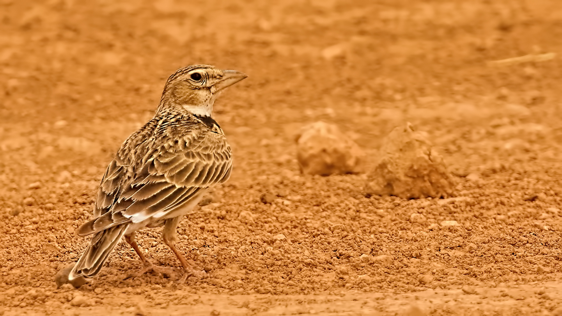 Calandra Lark — Ana fotoğraf