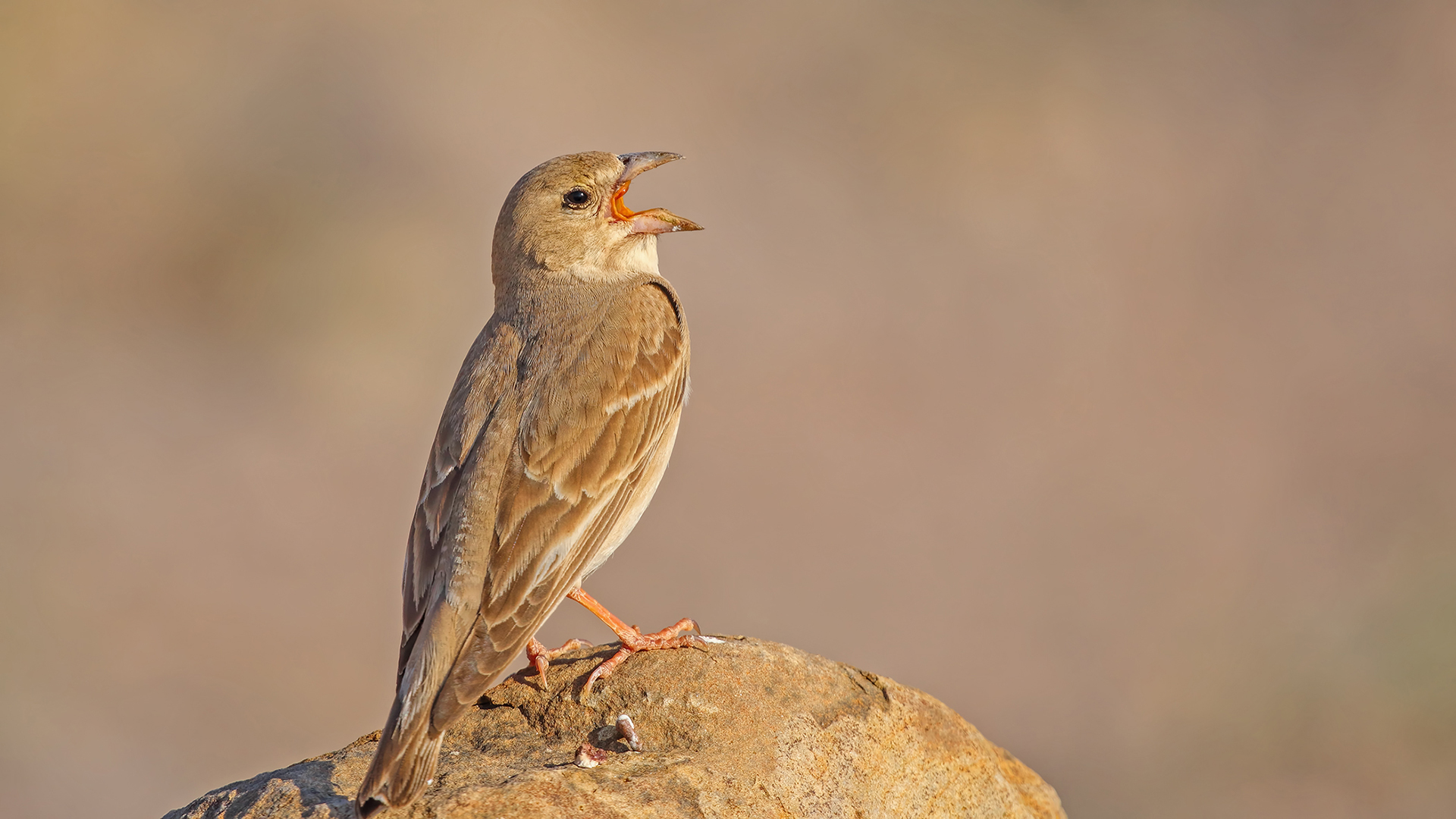 Pale Rockfinch