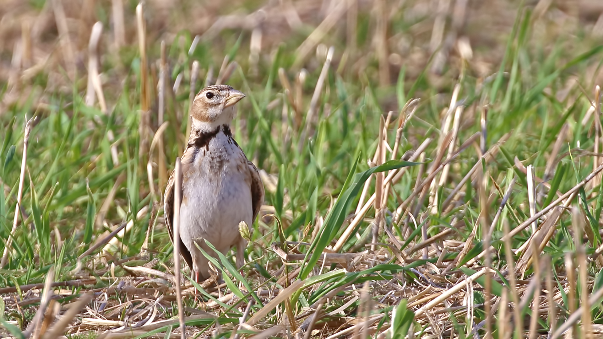 Calandra Lark