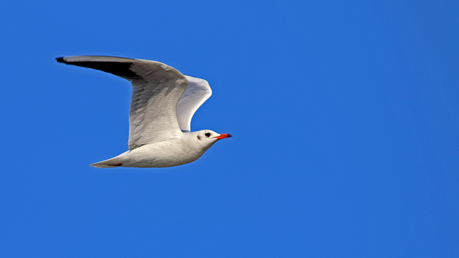 Black-headed Gull — Ana fotoğraf