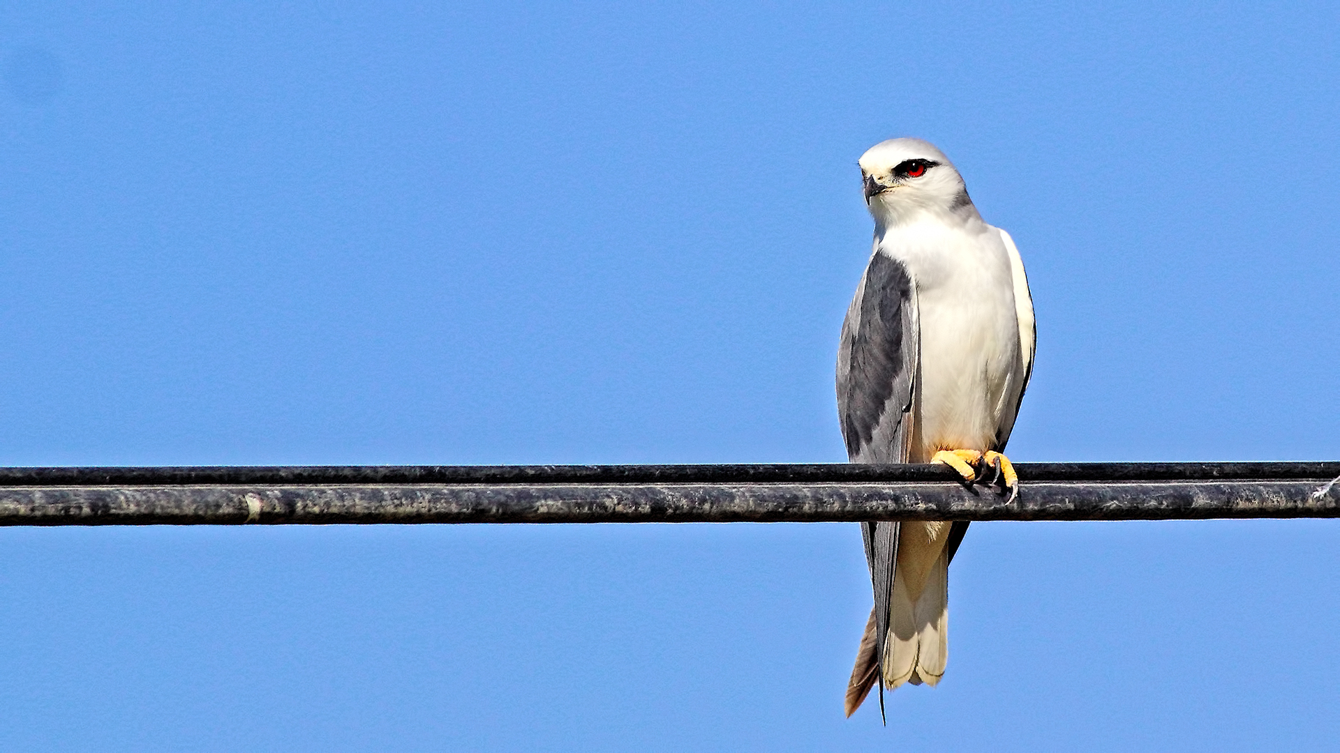 Black-winged Kite