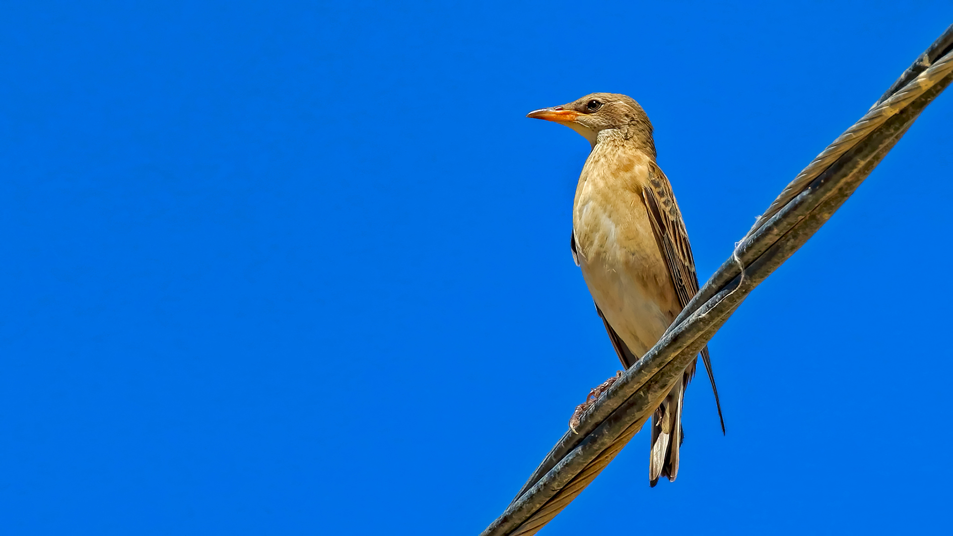 Rufous-tailed Scrub-Robin — Ana fotoğraf