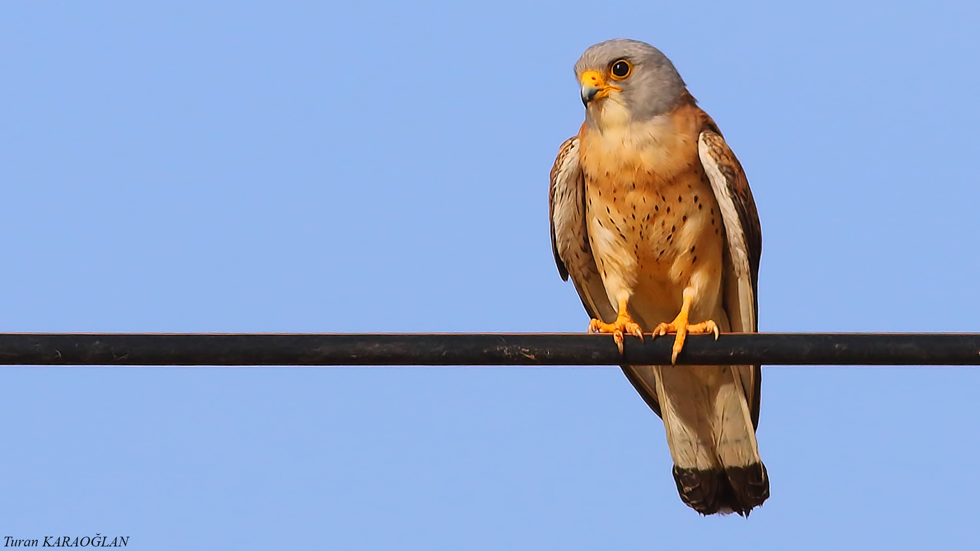 Lesser Kestrel