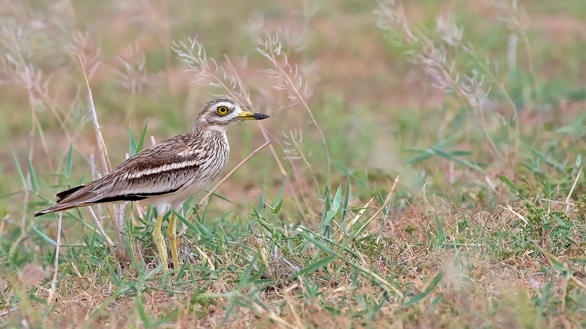 Eurasian Thick-knee — Ana fotoğraf