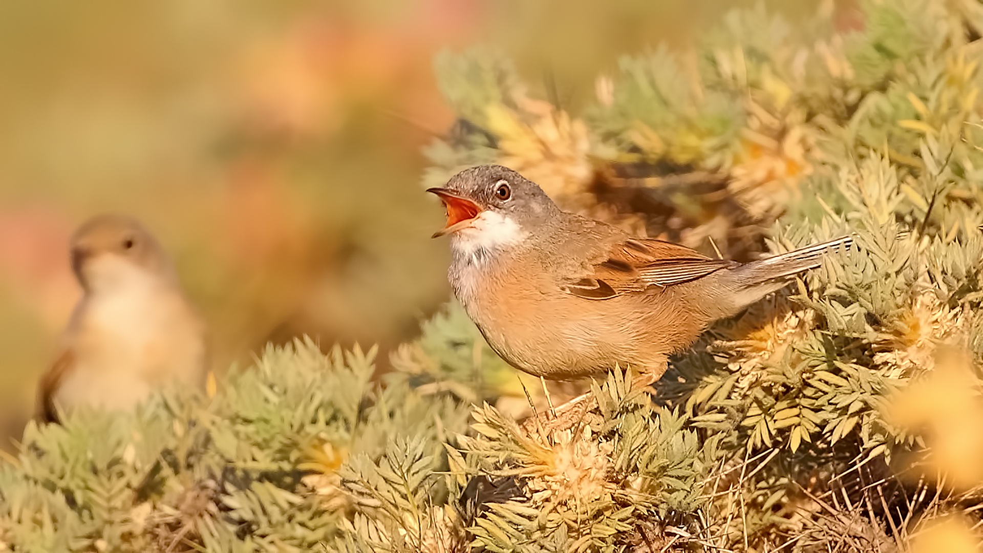 Spectacled Warbler