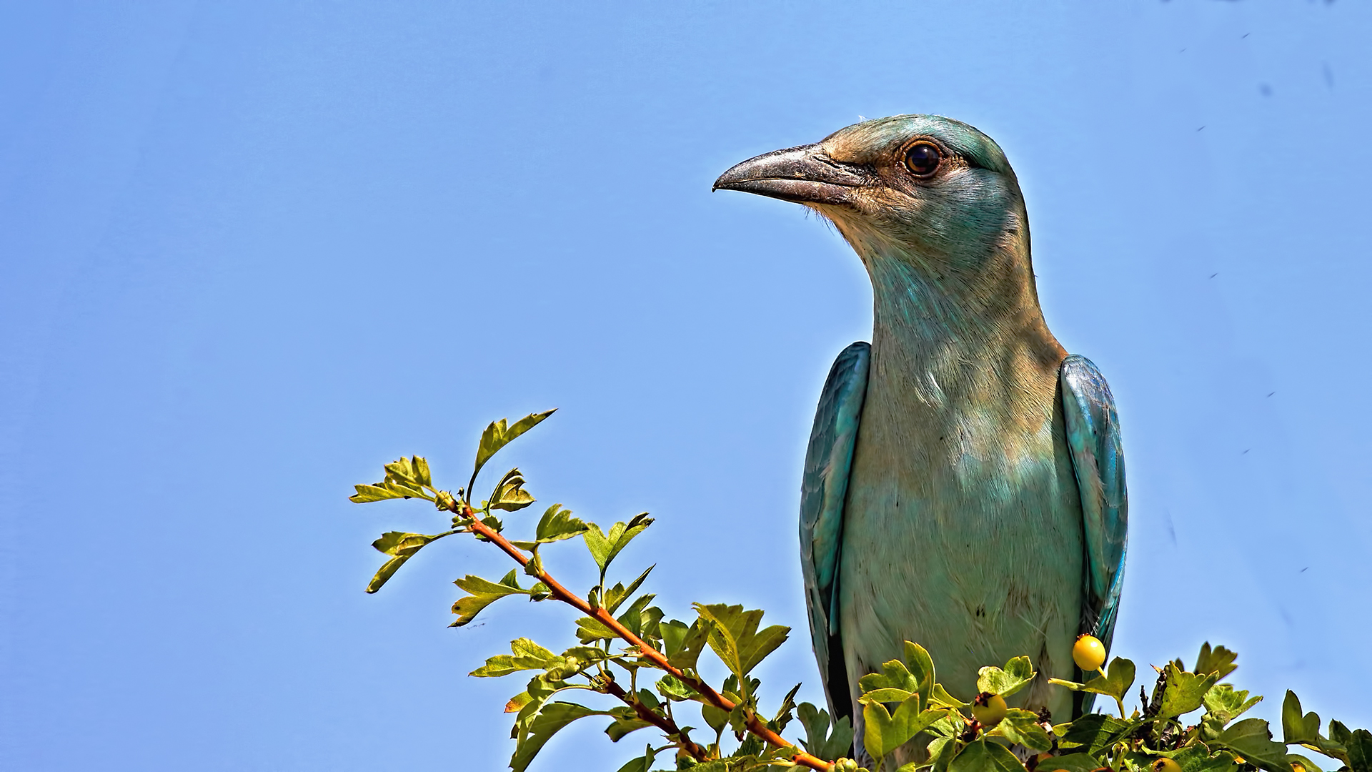 European Roller