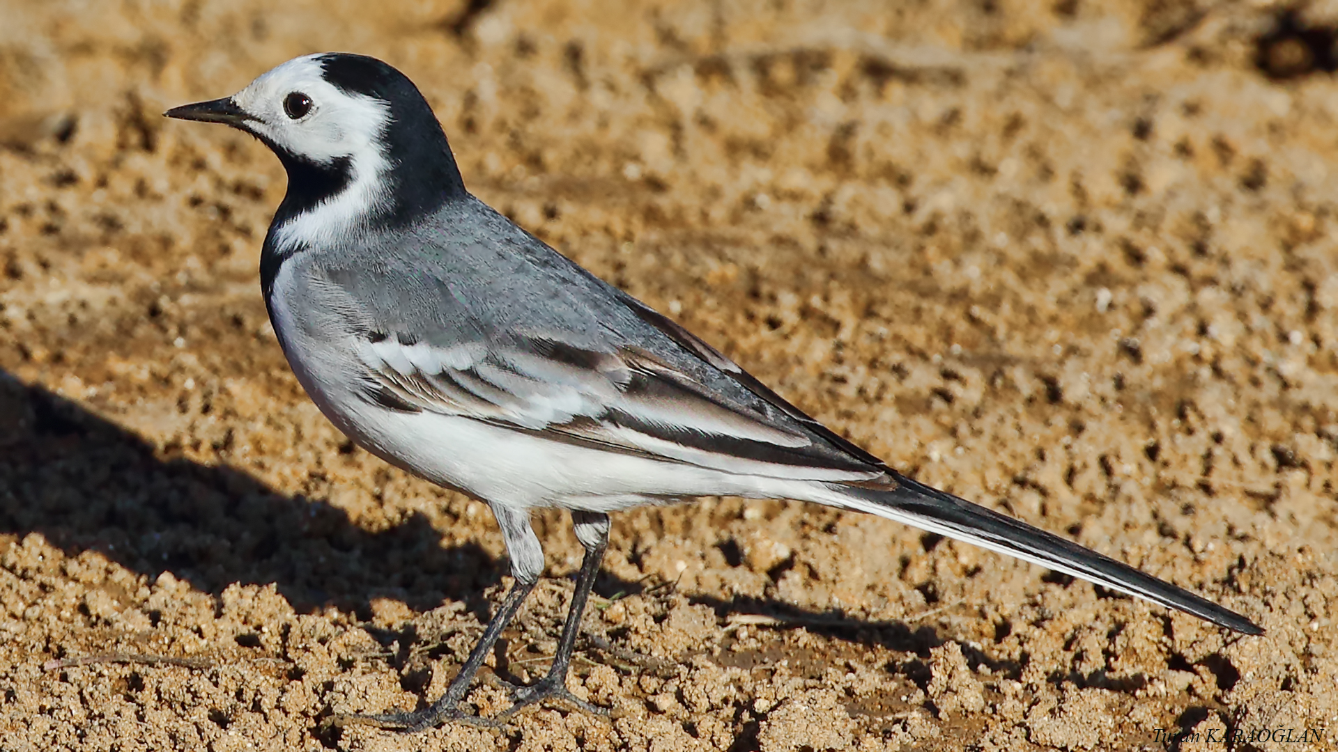 White Wagtail