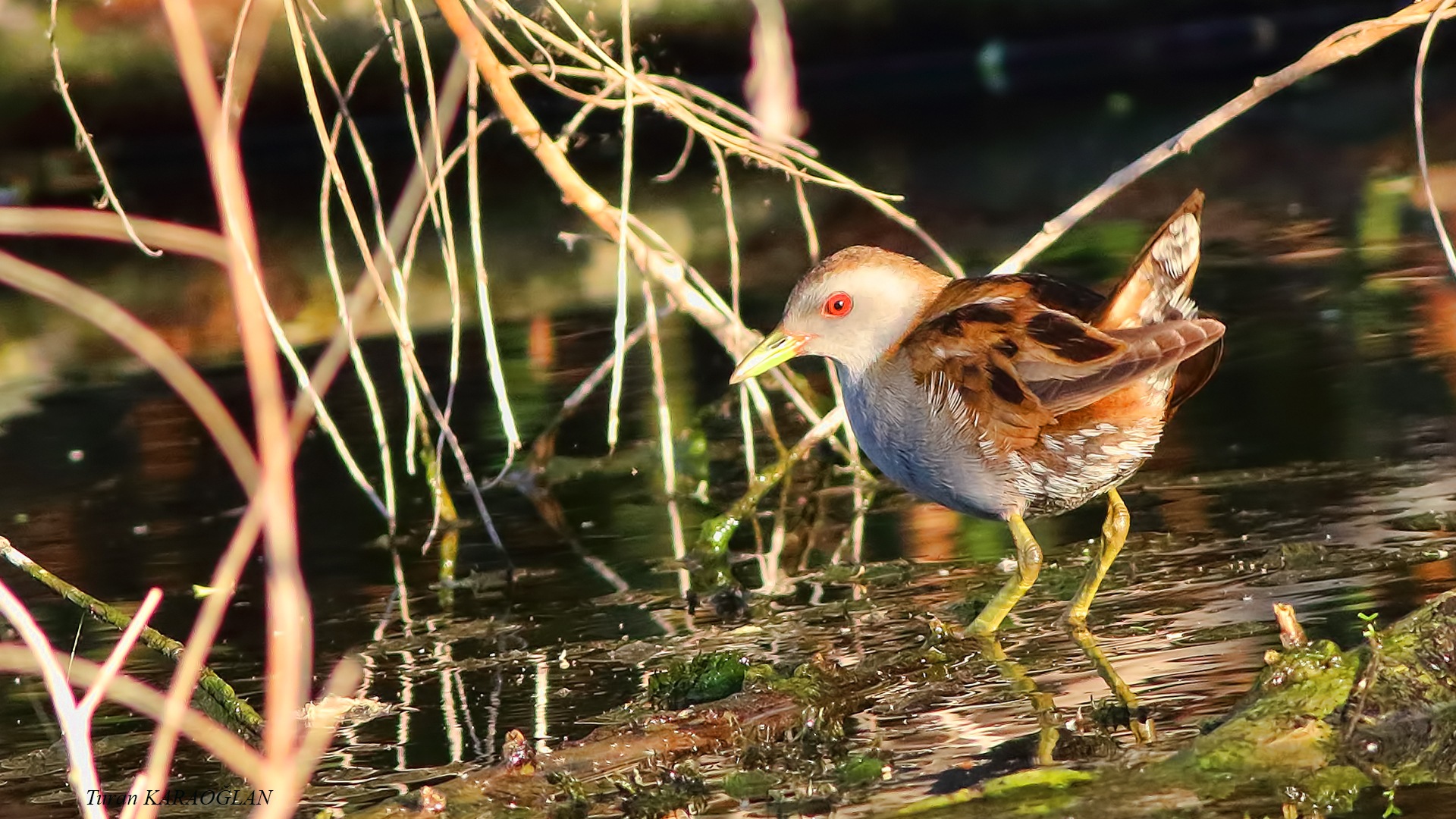 Little Crake