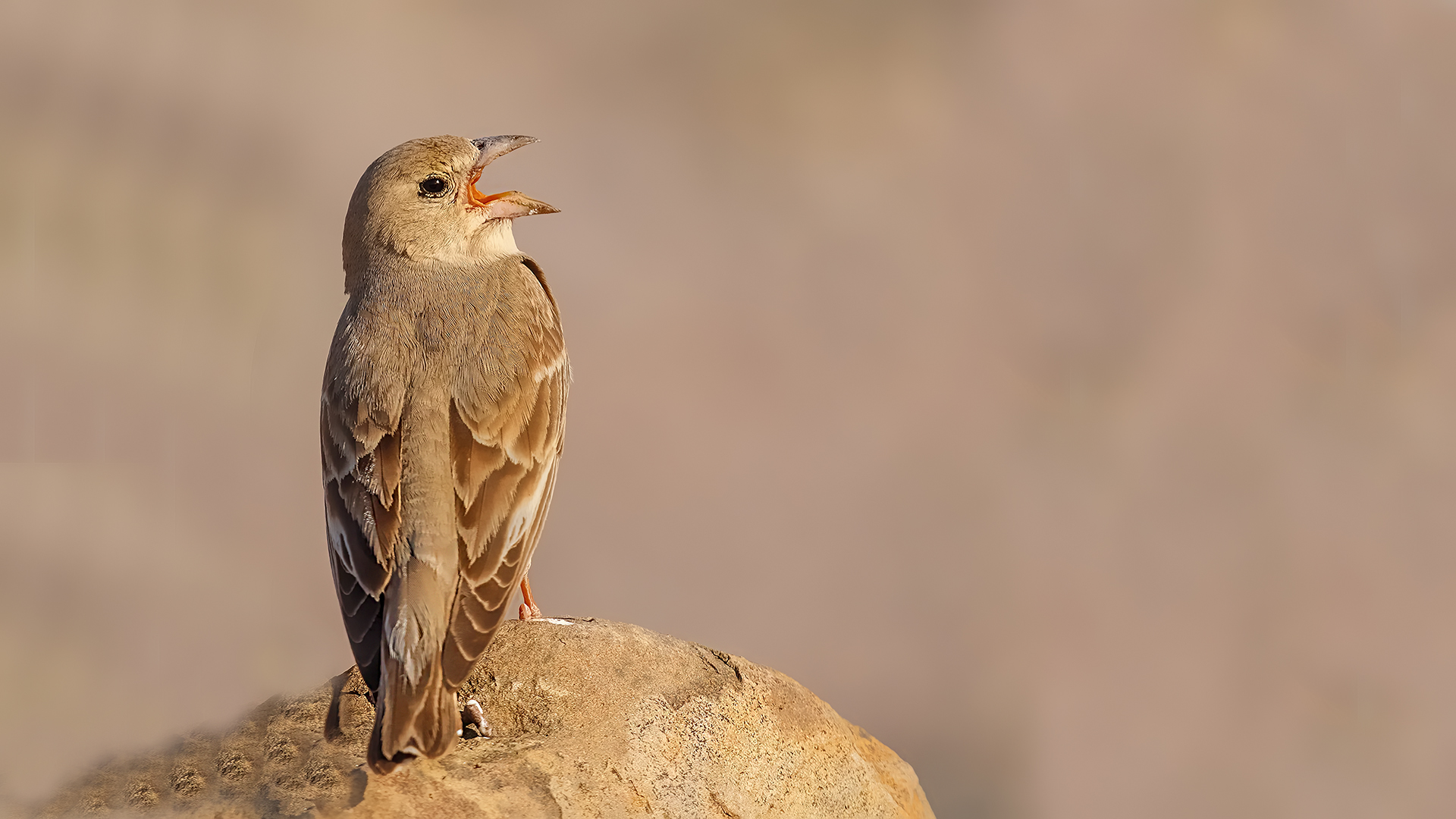Pale Rockfinch — Ana fotoğraf