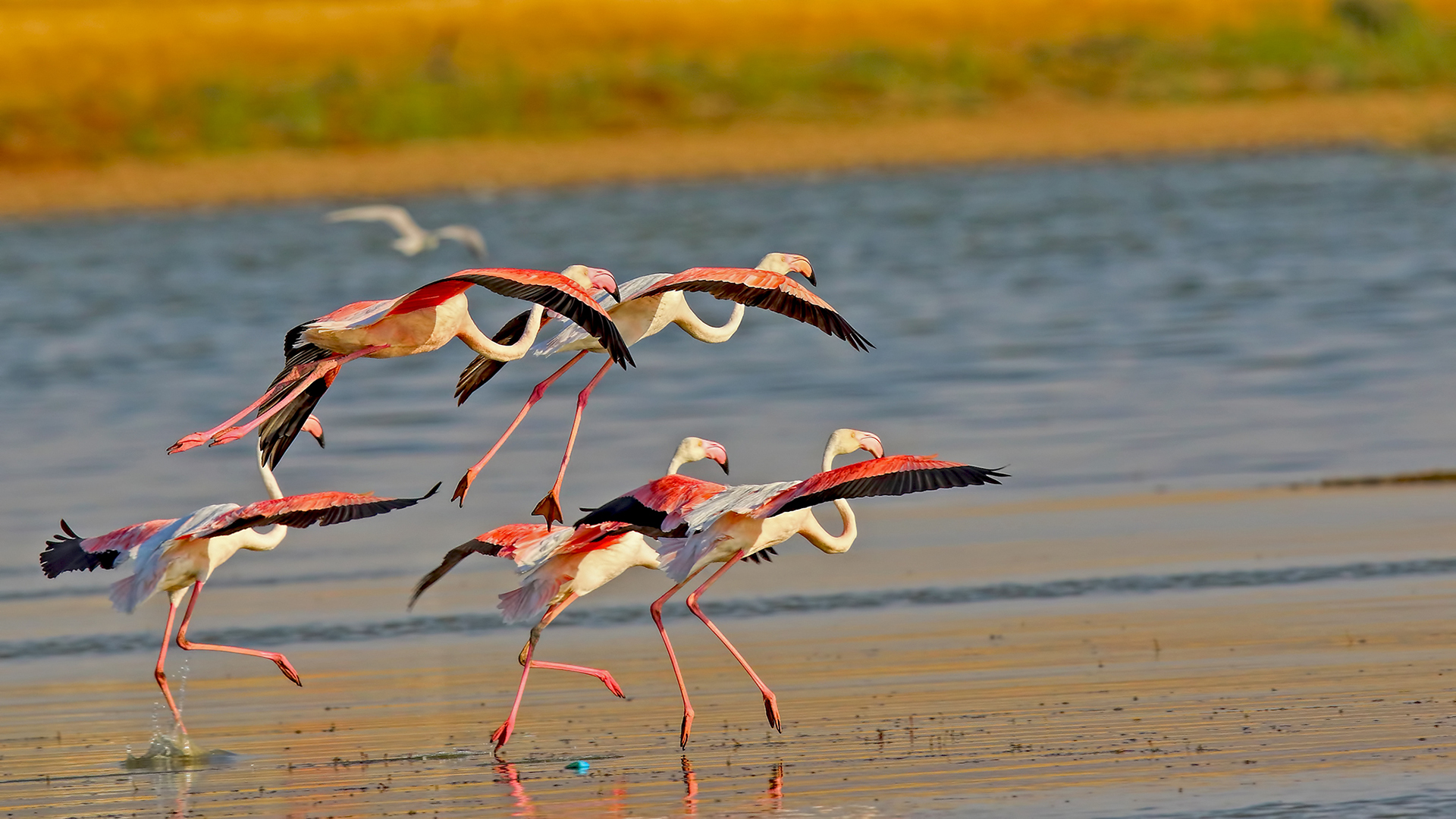 Greater Flamingo