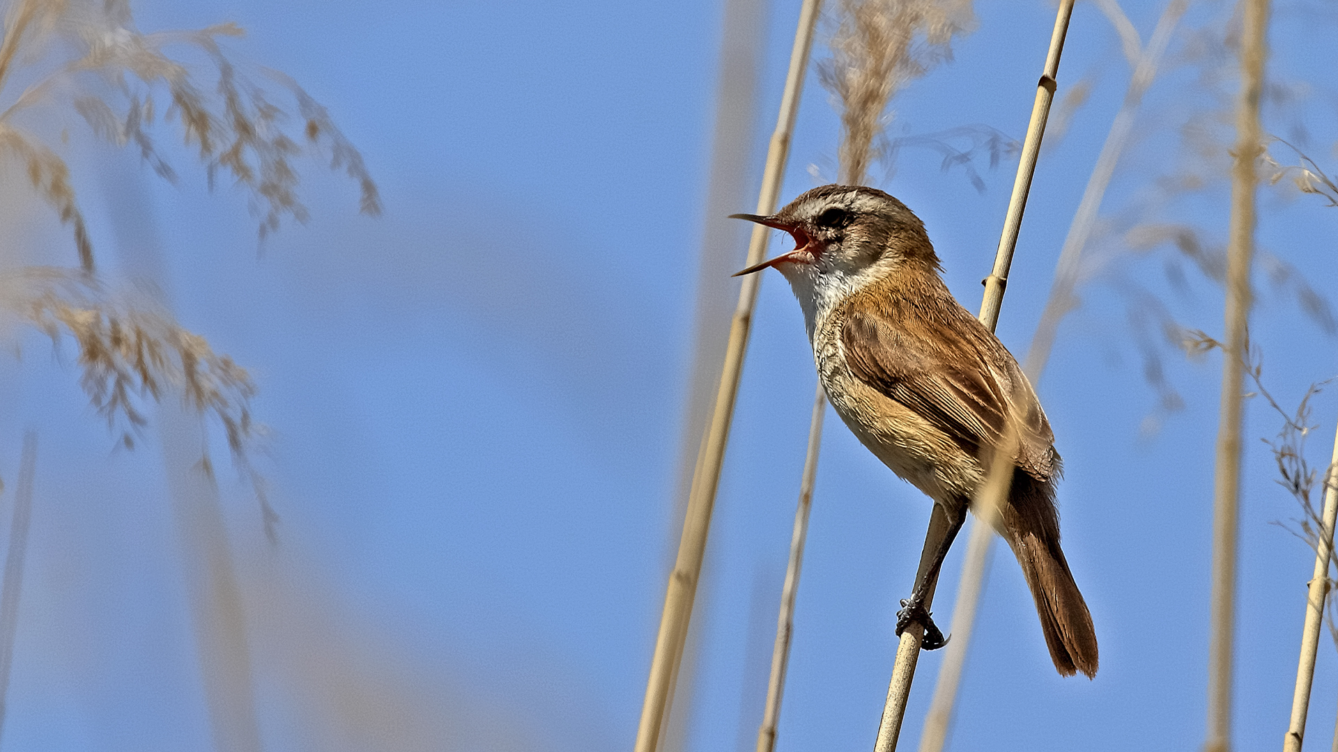 Moustached Warbler