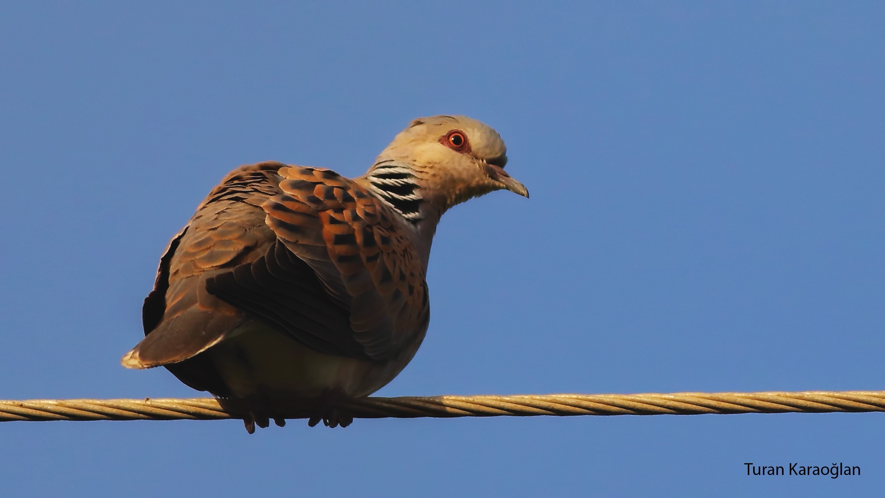 European Turtle-Dove — Ana fotoğraf