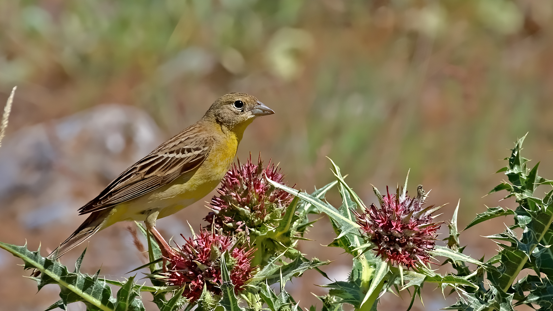 Cinereous Bunting