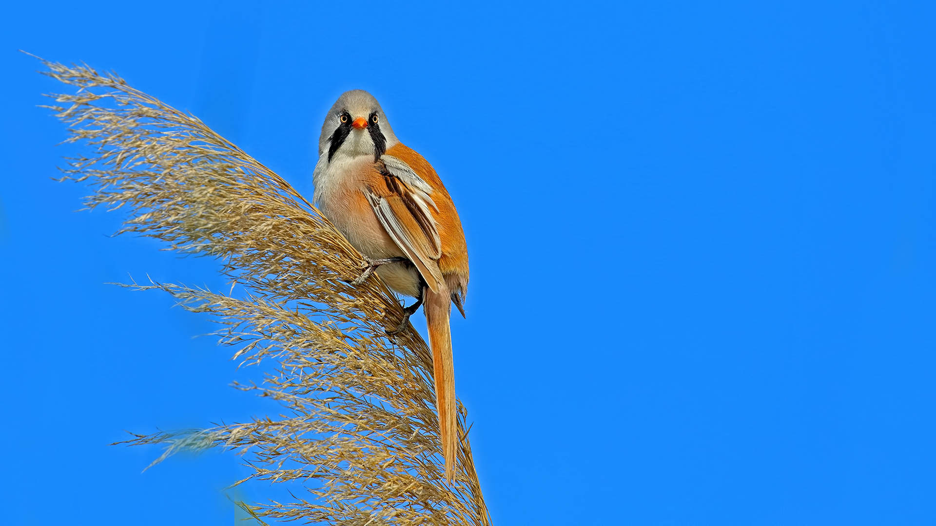 Bearded Reedling