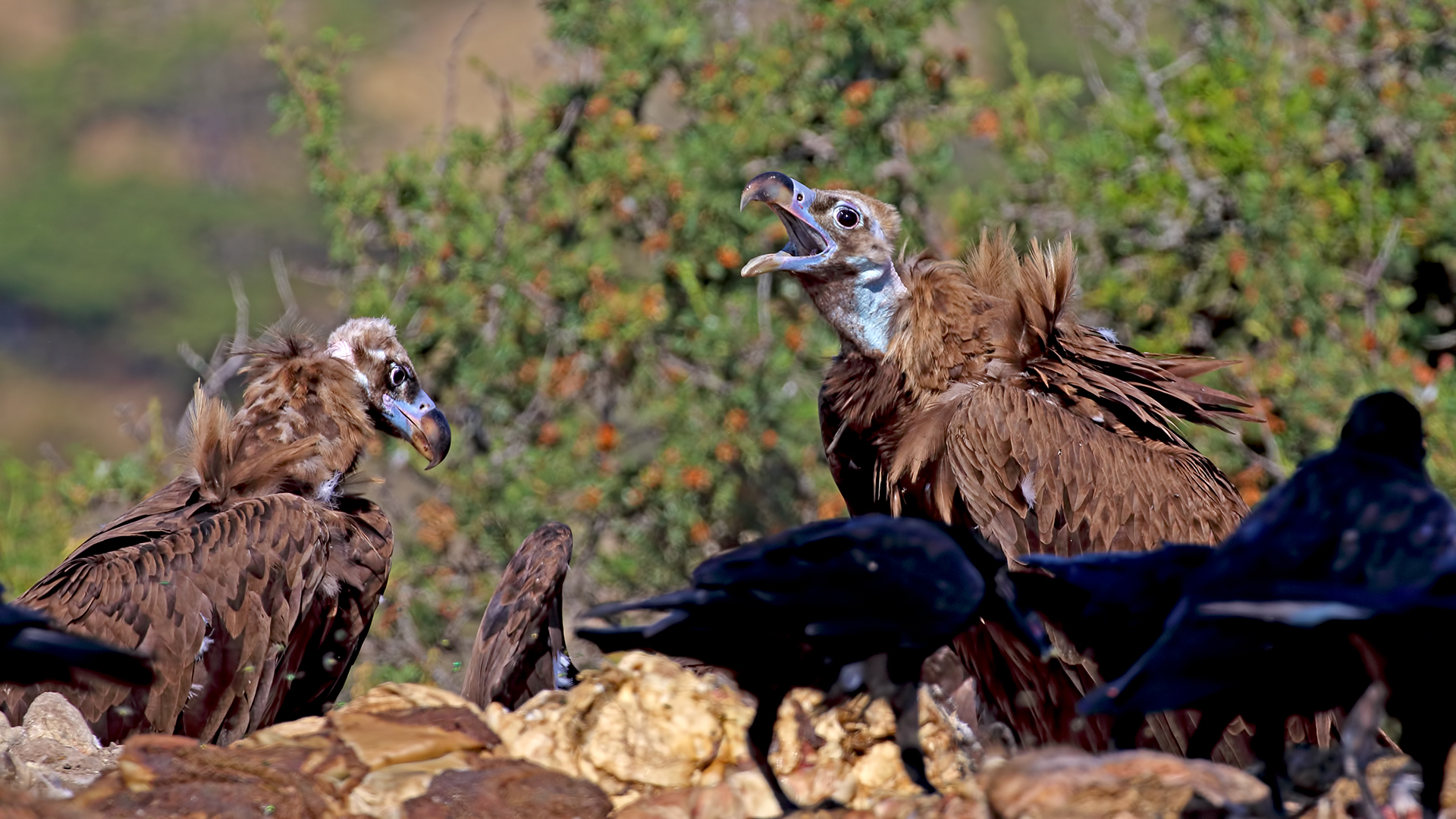 Cinereous Vulture