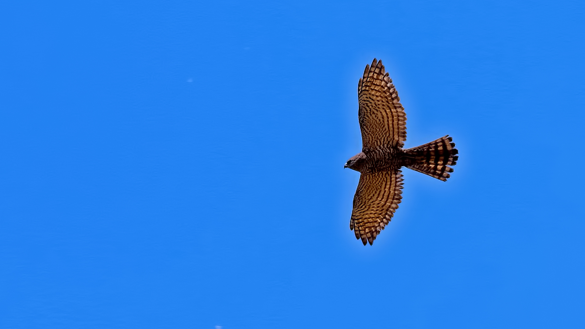 Levant Sparrowhawk — Ana fotoğraf