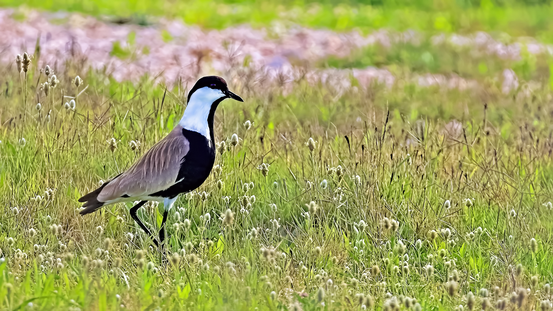 Spur-winged Lapwing