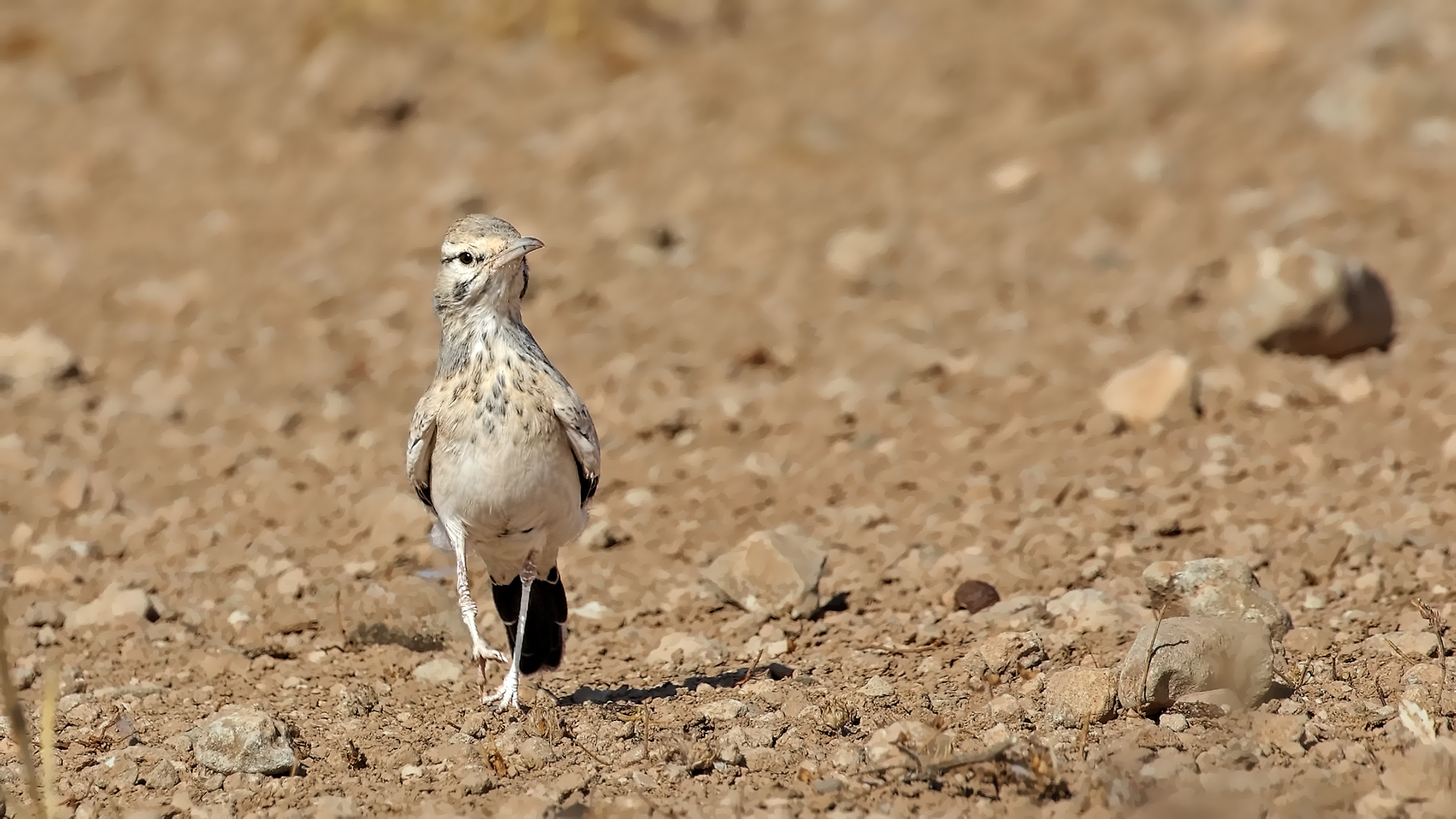 Greater Hoopoe-Lark
