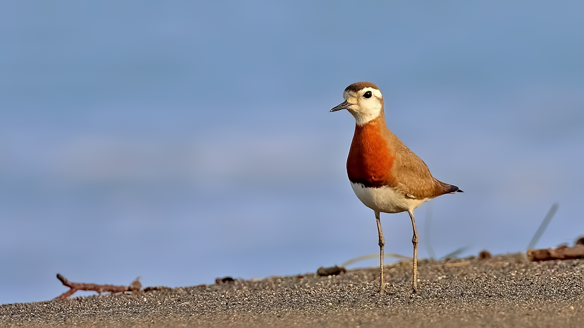 Caspian Plover