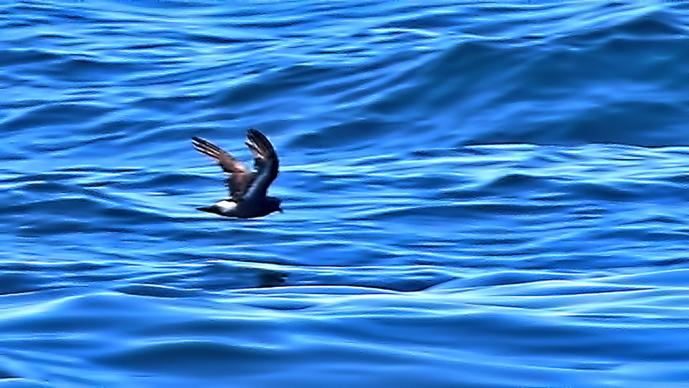 European Storm-Petrel