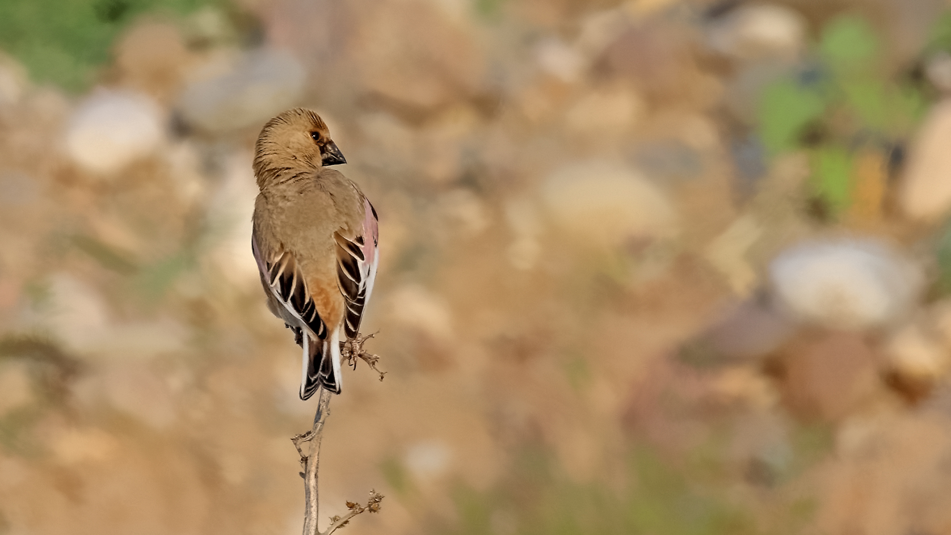 Desert Finch — Ana fotoğraf