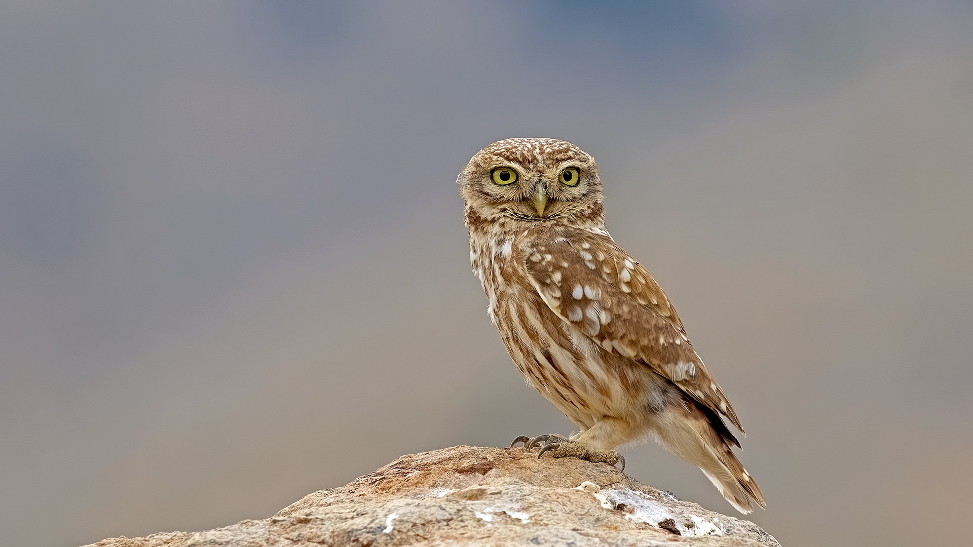 Little Owl