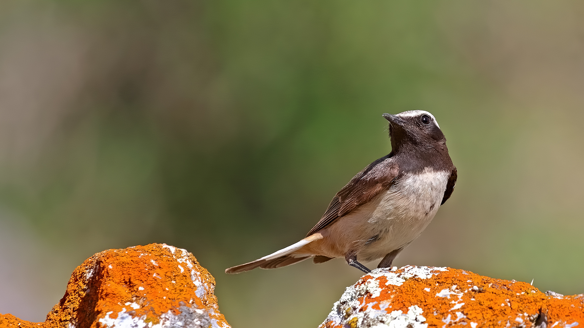 Kurdish Wheatear — Ana fotoğraf